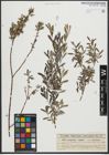 Foto von Salix purpurea L. x Salix repens L.